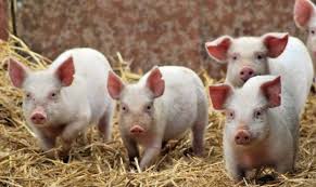 О программе перепрофилирования свиноводческих хозяйств